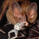 A frog-eating bat with its favorite prey